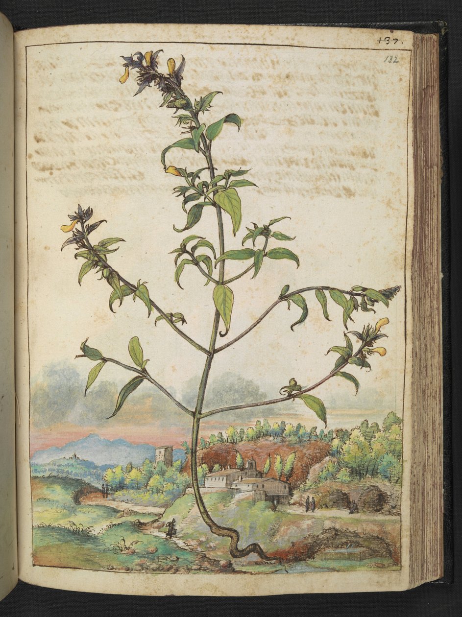 Magas növény zöld levelekkel és sárga virágokkal, Gherardo Cibo "Paintings of the Flora of the Roman States" (A római államok növényvilágának festményei) rajzából, Add MS 22333, f132r, c.1564-84 (akvarell és gouache papíron) alkotó: Gherardo Cibo