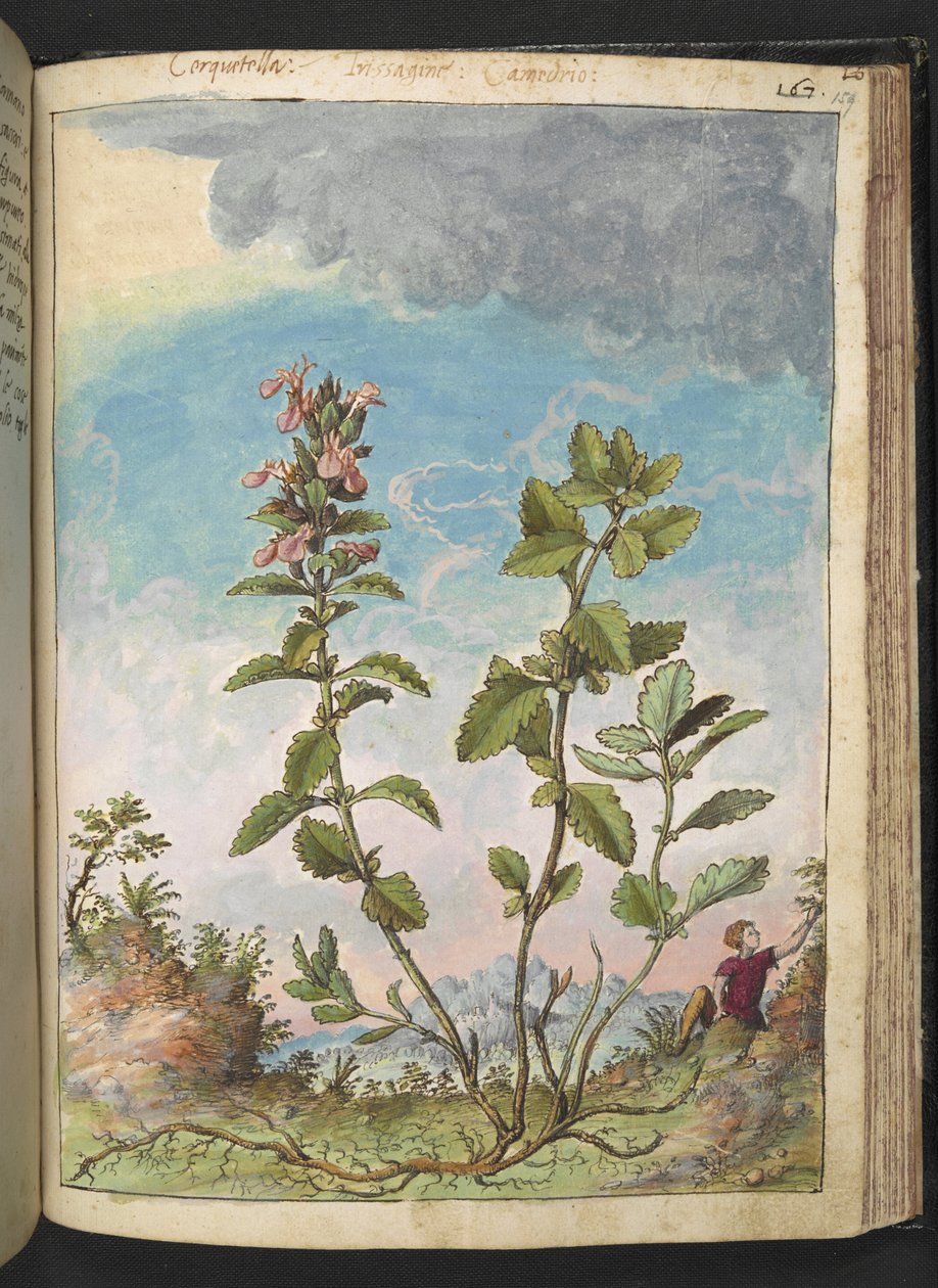Teucrium chamaedrys (Wall Germander), Gherardo Cibo "Festményei a római államok növényvilágáról", Add MS 22333, f159r, c.1564-84 (akvarell és gouache papíron) alkotó: Gherardo Cibo