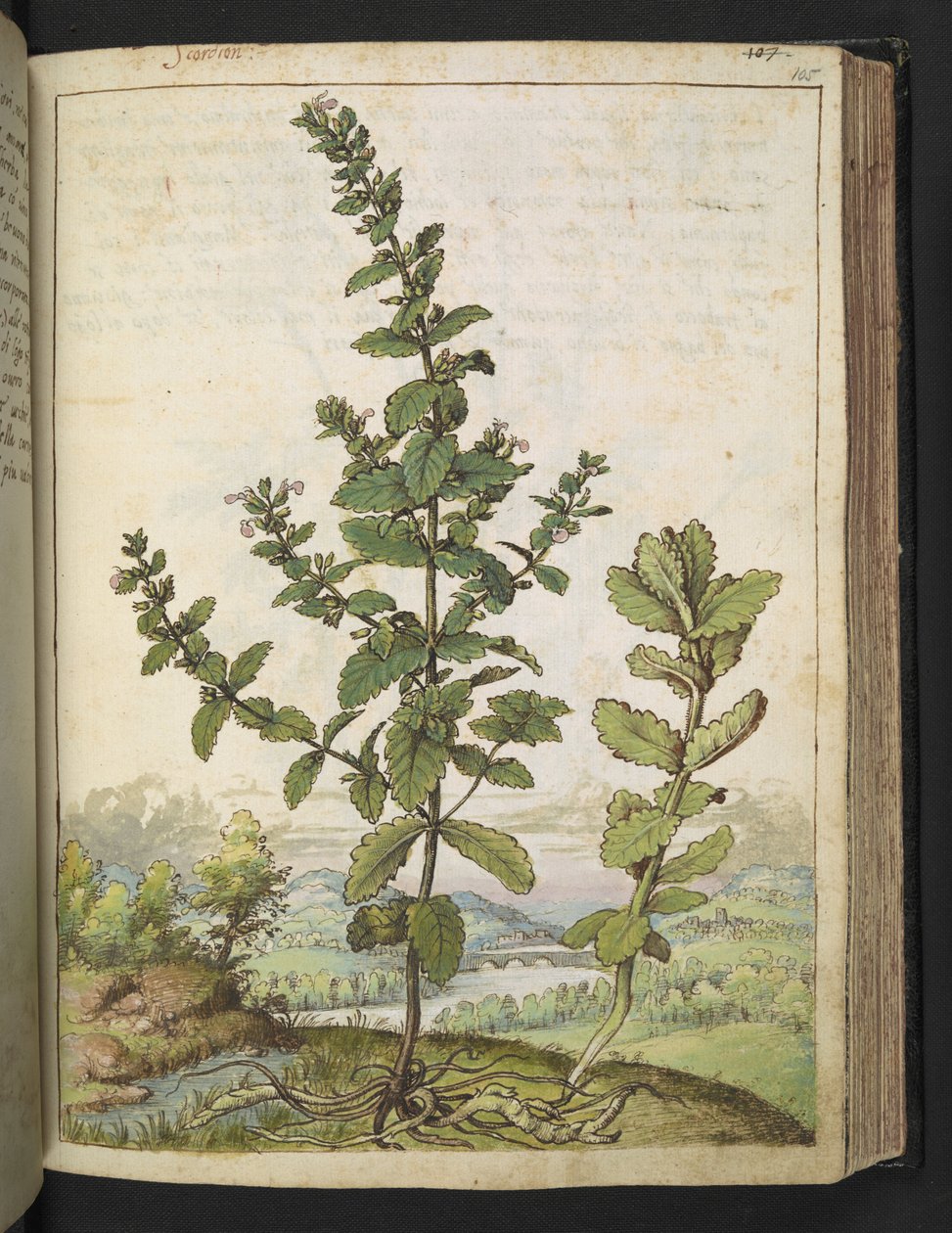 Teucrium scordium, Gherardo Cibo "Festmények a római államok növényvilágáról", Add MS 22333, f105r, c.1564-84 (akvarell és gouache papíron) alkotó: Gherardo Cibo