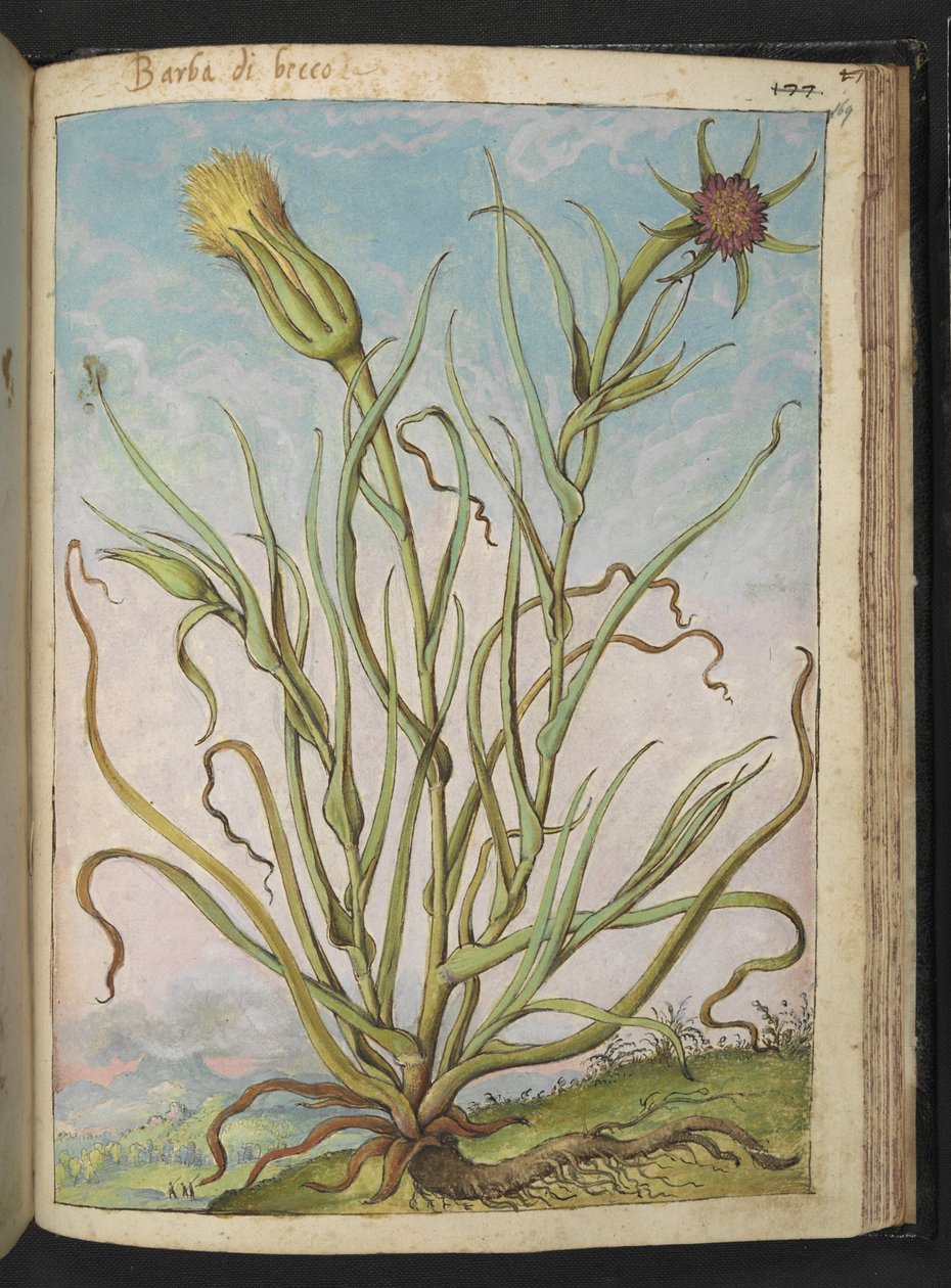 Tragopogon porrifolius, Gherardo Cibo "Festmények a római államok növényvilágáról", Add MS 22333, f169r, c.1564-84 (akvarell és gouache papíron) alkotó: Gherardo Cibo