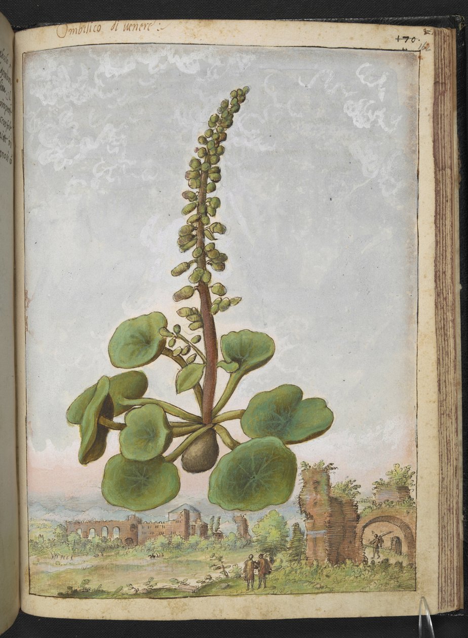 Umbilicus rupestris (Navelwort): Ehető virágos növény, Gherardo Cibo "Paintings of the Flora of the Roman States" (A római államok növényvilágának festményeiből), Add MS 22333, f162r, c.1564-84 (akvarell és gouache papíron) alkotó: Gherardo Cibo