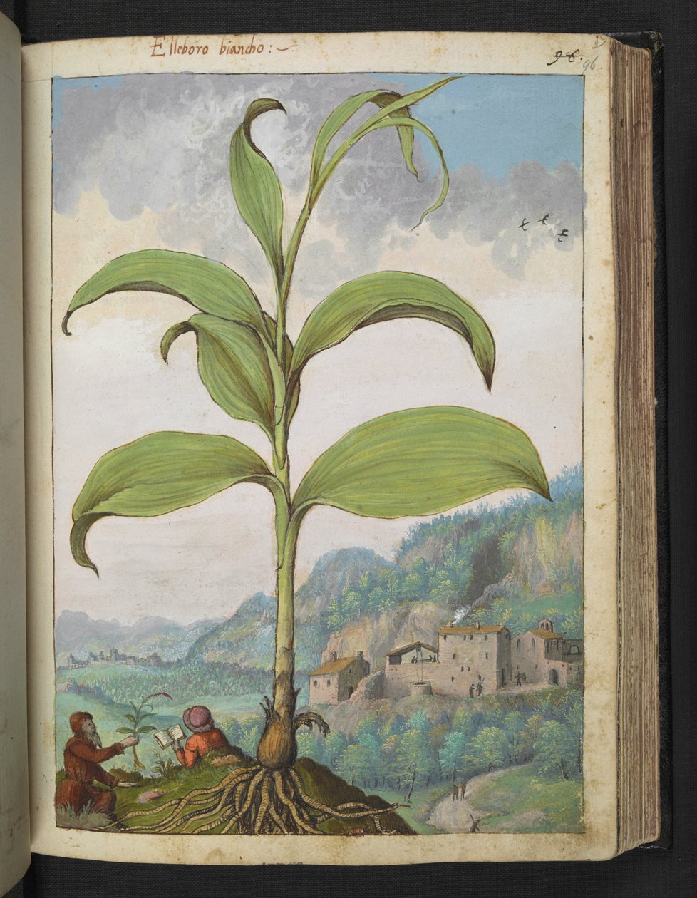 Veratrum nigrum, Gherardo Cibo "Festmények a római államok növényvilágáról", Add MS 22333, f096r, c.1564-84 (akvarell és gouache papíron) alkotó: Gherardo Cibo