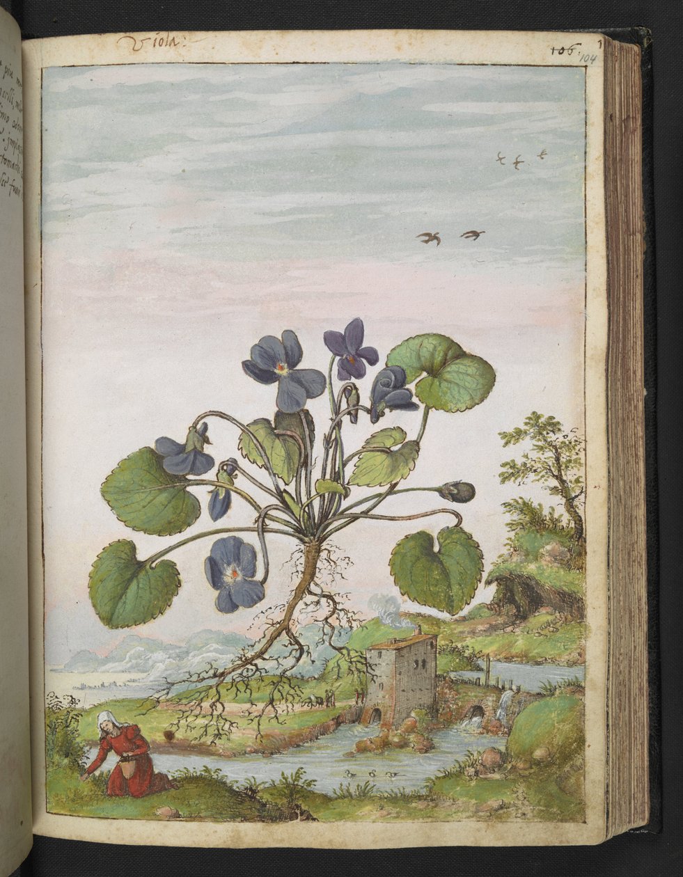Viola odorata, Gherardo Cibo "Festmények a római államok növényvilágáról", Add MS 22333, f104r, c.1564-84 (akvarell és gouache papíron) alkotó: Gherardo Cibo