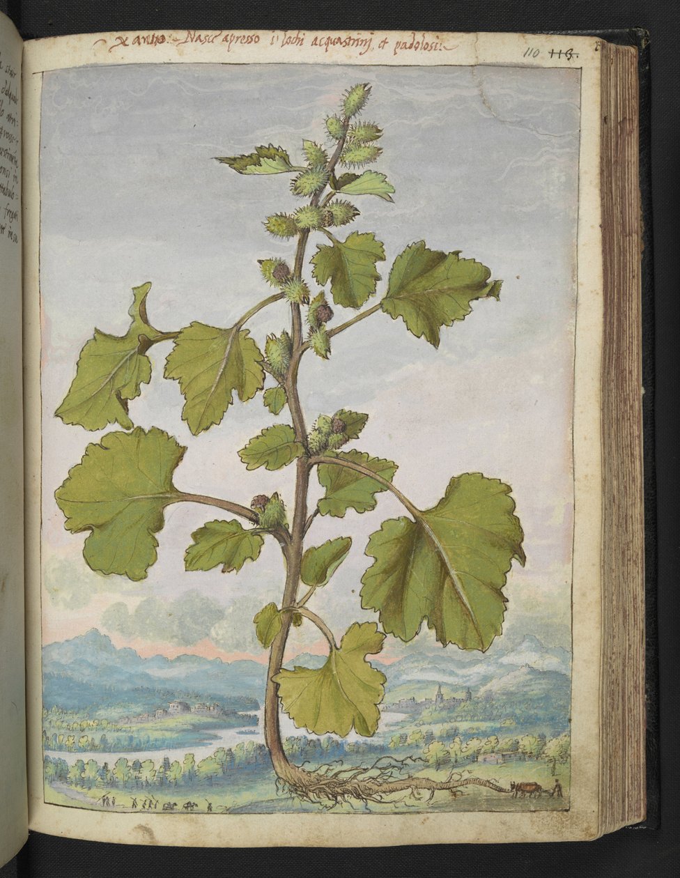 Xanthium strumarium, Gherardo Cibo "Festmények a római államok növényvilágáról", Add MS 22333, f110r, c.1564-84 (akvarell és gouache papíron) alkotó: Gherardo Cibo