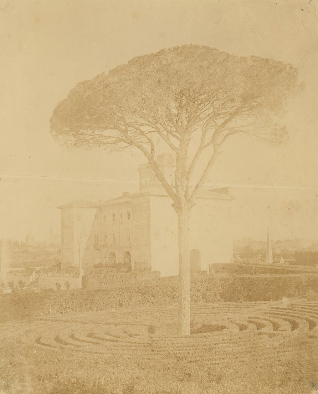 [Tree in Formal Garden Outside Palazzo], 1860-70-es évek. alkotó: Giacomo Caneva