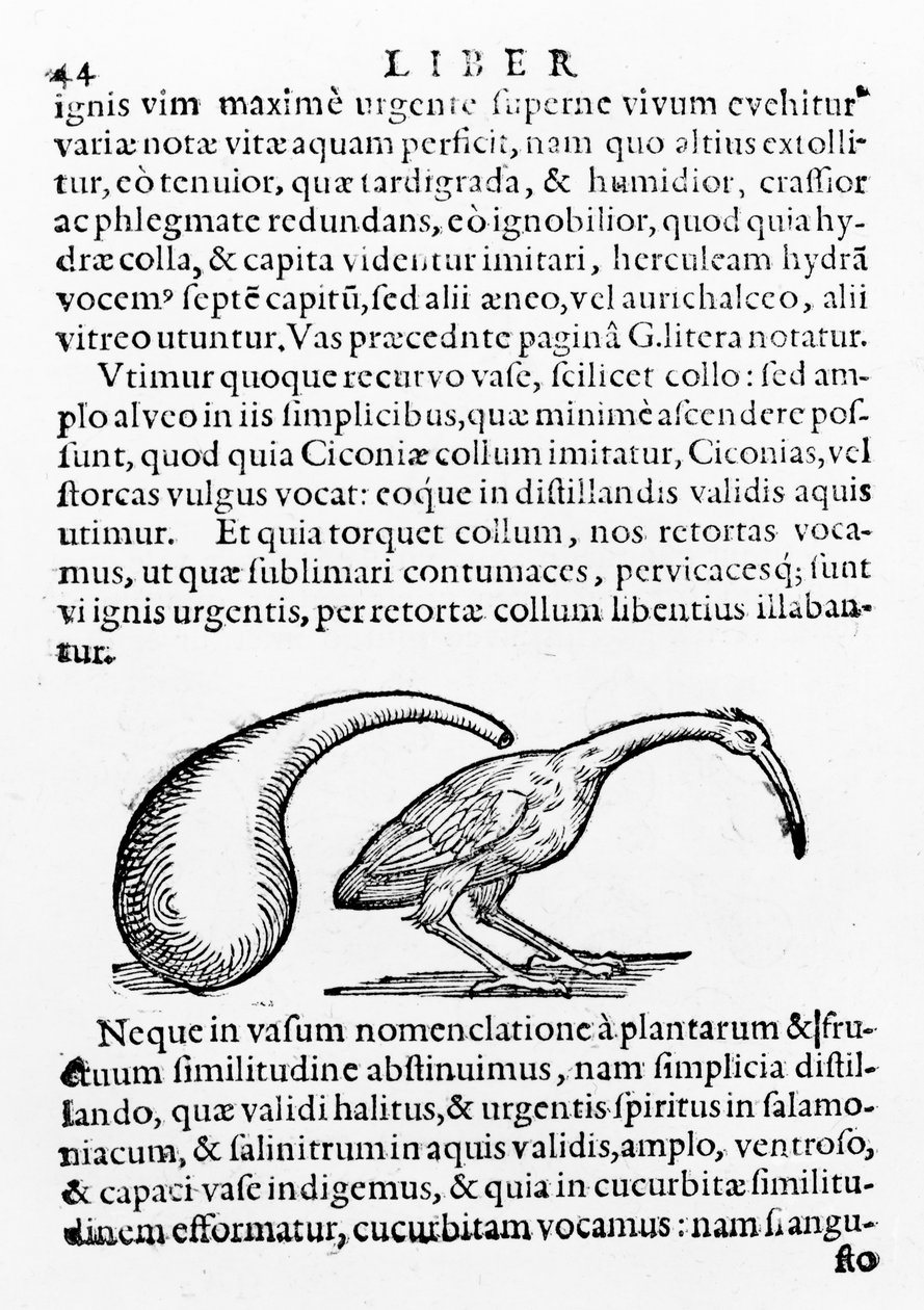 Lombik és Íbisz, illusztráció a De destillatione-ból, Giambattista della Porta, megjelent 1610 alkotó: Giambattista della Porta