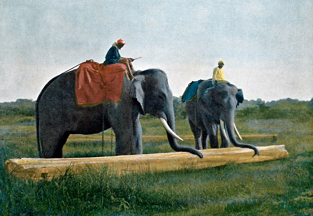 Elefántok mozgatják a rönköt, Ceylon, c1890 alkotó: Gillot