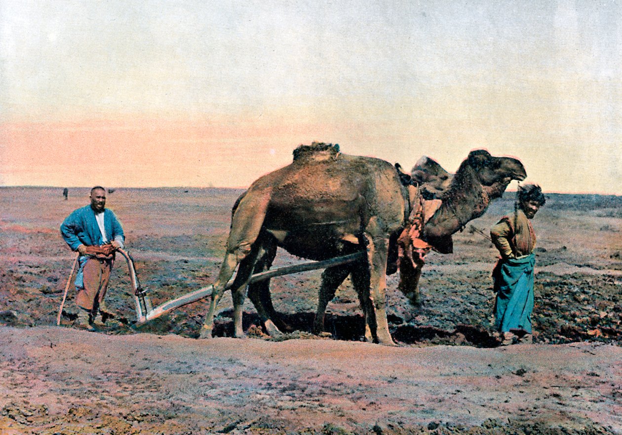 Mezőgazdasági munkások tevével szántó, Kaukázus, 1890. alkotó: Gillot