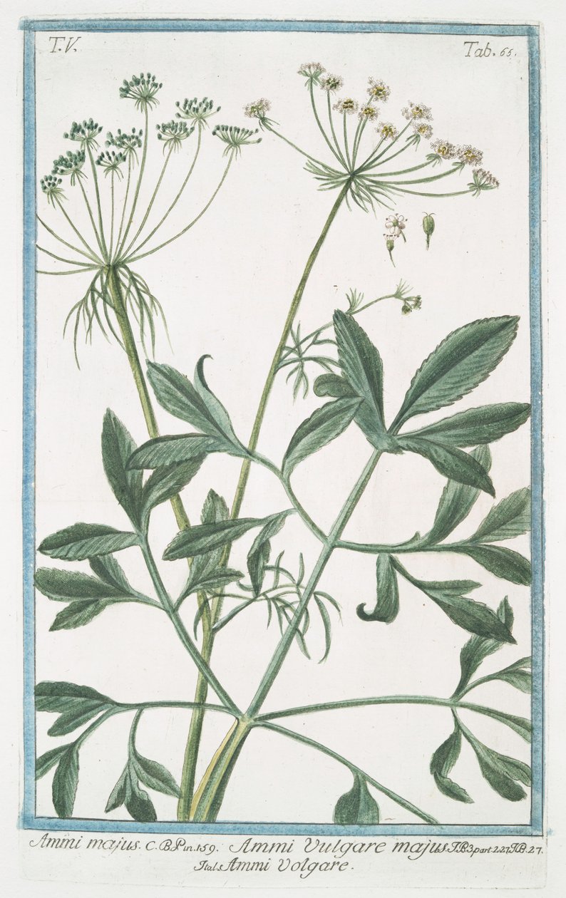 Ammi majus alkotó: Giorgio Bonelli