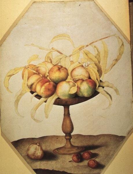Tál őszibarack (tempera pergamen) alkotó: Giovanna Garzoni