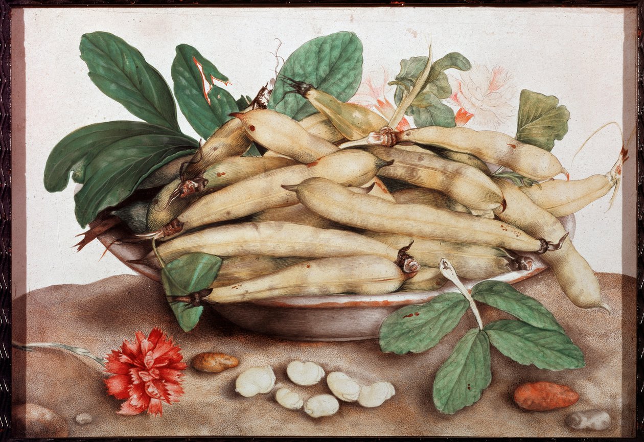 Csendélet babtányérral Giovanna Garzoni (1600-1670) 17. századi Firenze festménye. Palazzo Pitti. alkotó: Giovanna Garzoni