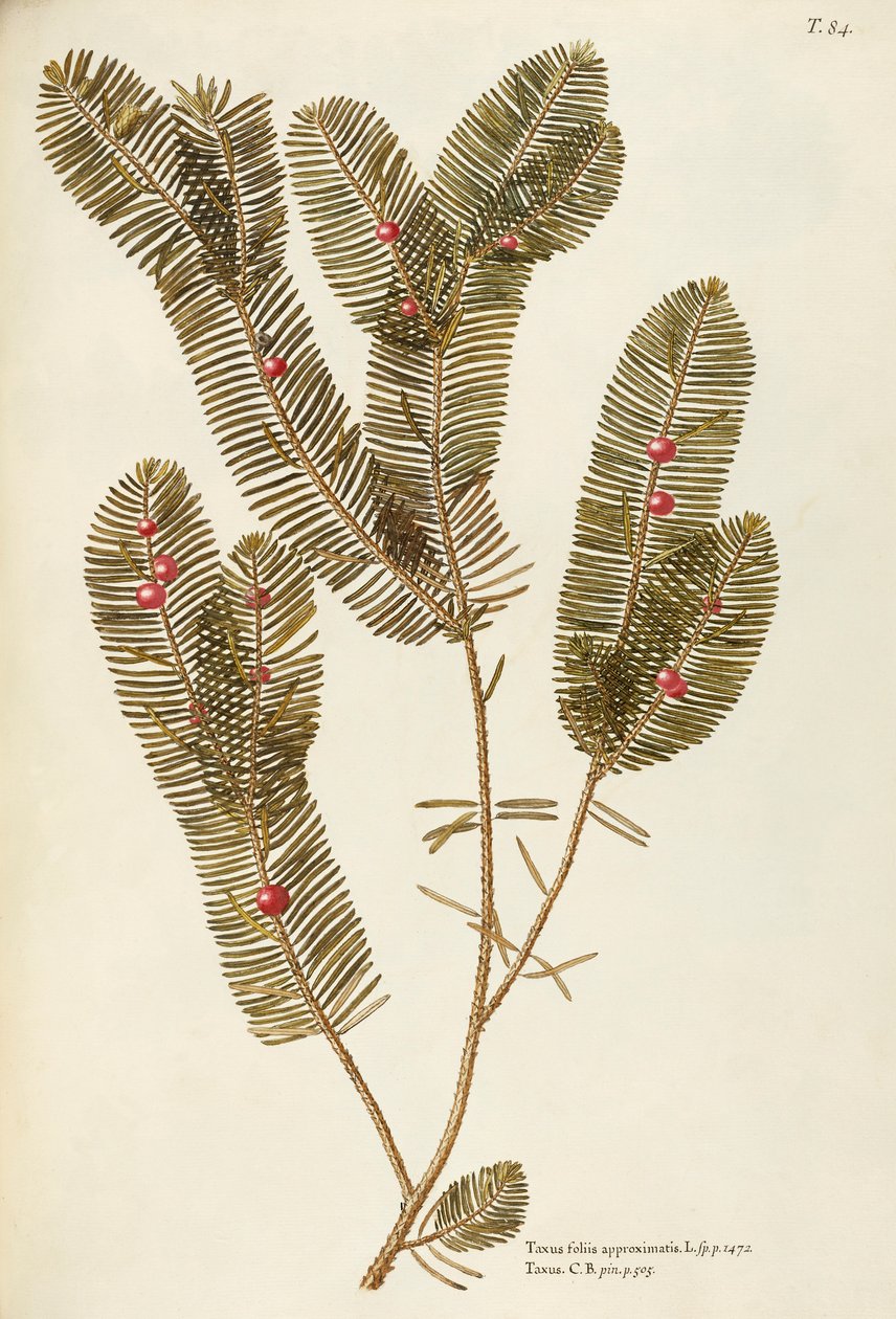 Európai tiszafa (Taxus baccata), Taxaceae, Giovanni Antonio Bottione, akvarell alkotó: Giovanni Antonio Bottione