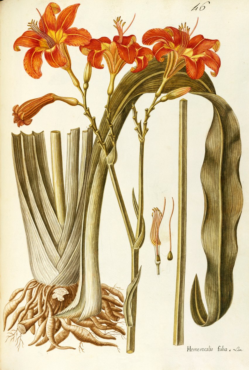 Narancs napvirág (Hemerocallis fulva), Liliaceae, Giovanni Antonio Bottione, akvarell alkotó: Giovanni Antonio Bottione