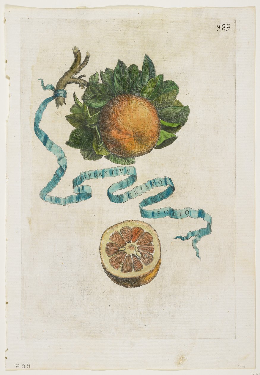 Aurantium Crispo Folio, a Hesperidákból, 1646 alkotó: Giovanni Battista Ferrari