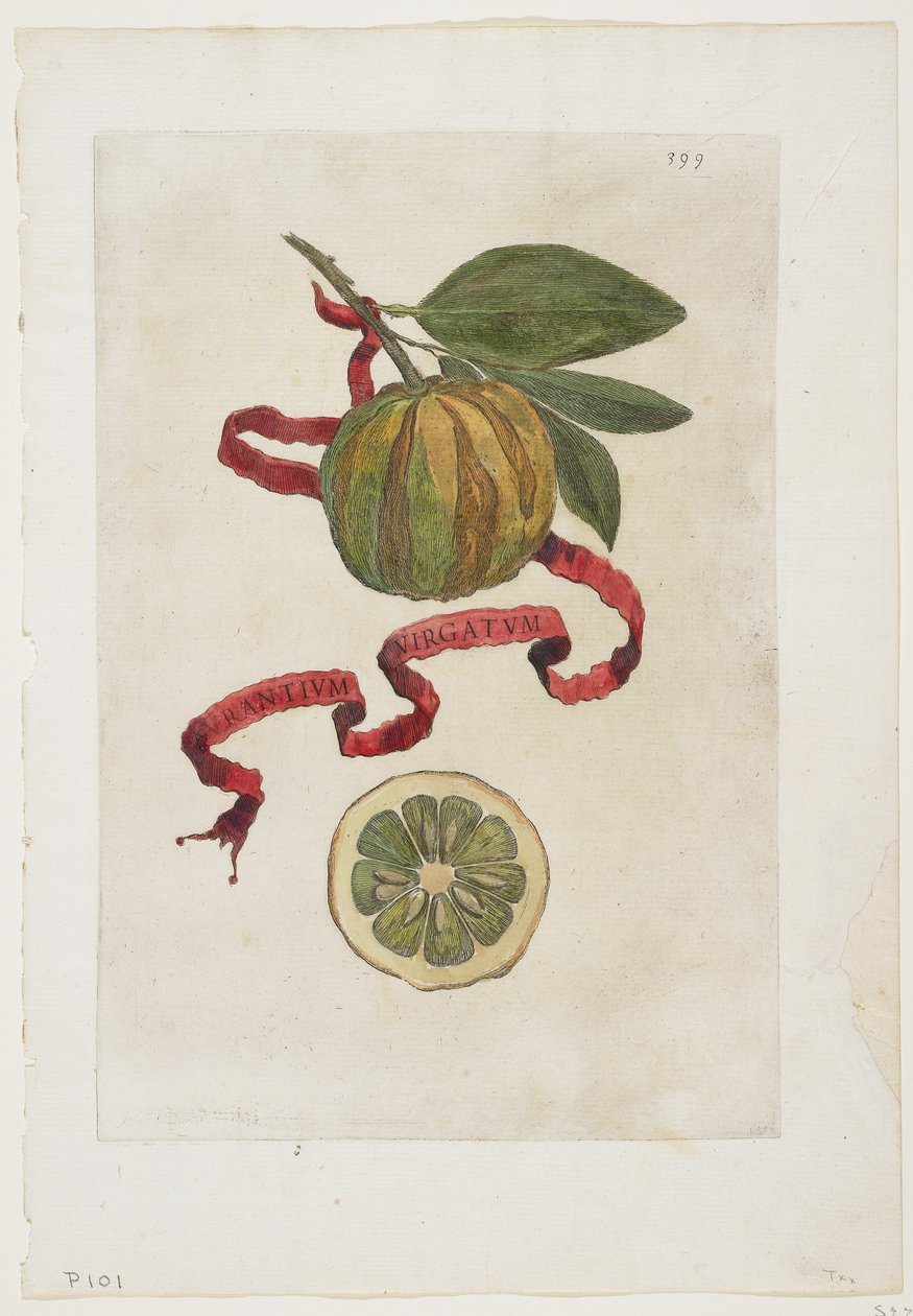 Aurantium Virgatum, Hesperidesből, 1646 alkotó: Giovanni Battista Ferrari