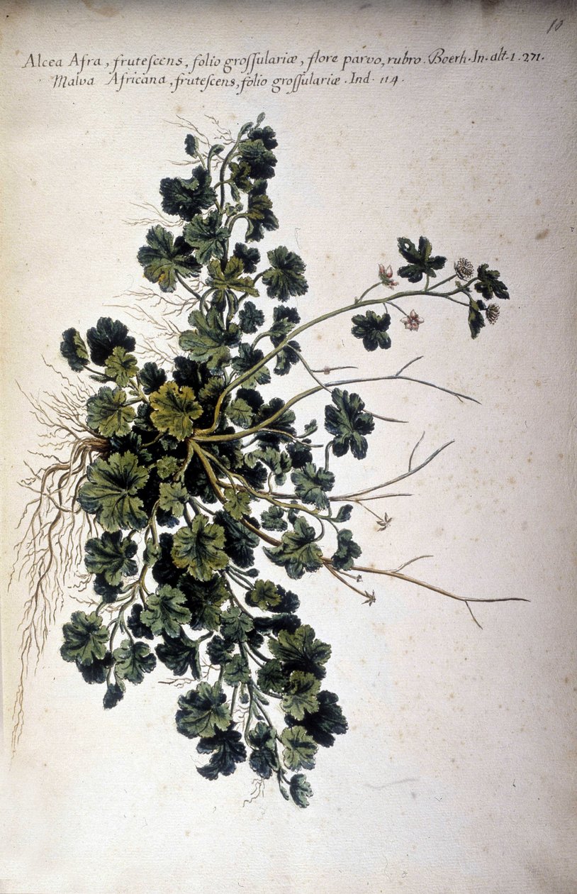 Alcea Afra - Giovanni Battista Morandi (? - 1761) "Gyakorlati botanikai történetében, avagy a Földközi-tenger használatához tartozó növények elnevezése, leírása és erényei..." alkotó: Giovanni Battista Morandi