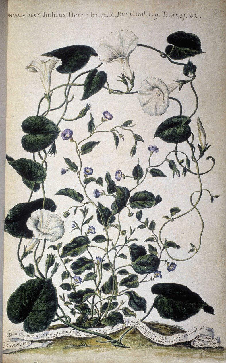 Botanikai tábla: A fűfélék fajtái. Convolvulus fajták (Convolvulus Indicus fehér flóra; Convolvulus Siculus). Giovanni Battista Morandi, Egy festett botanikus kert vagy növénygyűjtemény..., I. kötet alkotó: Giovanni Battista Morandi