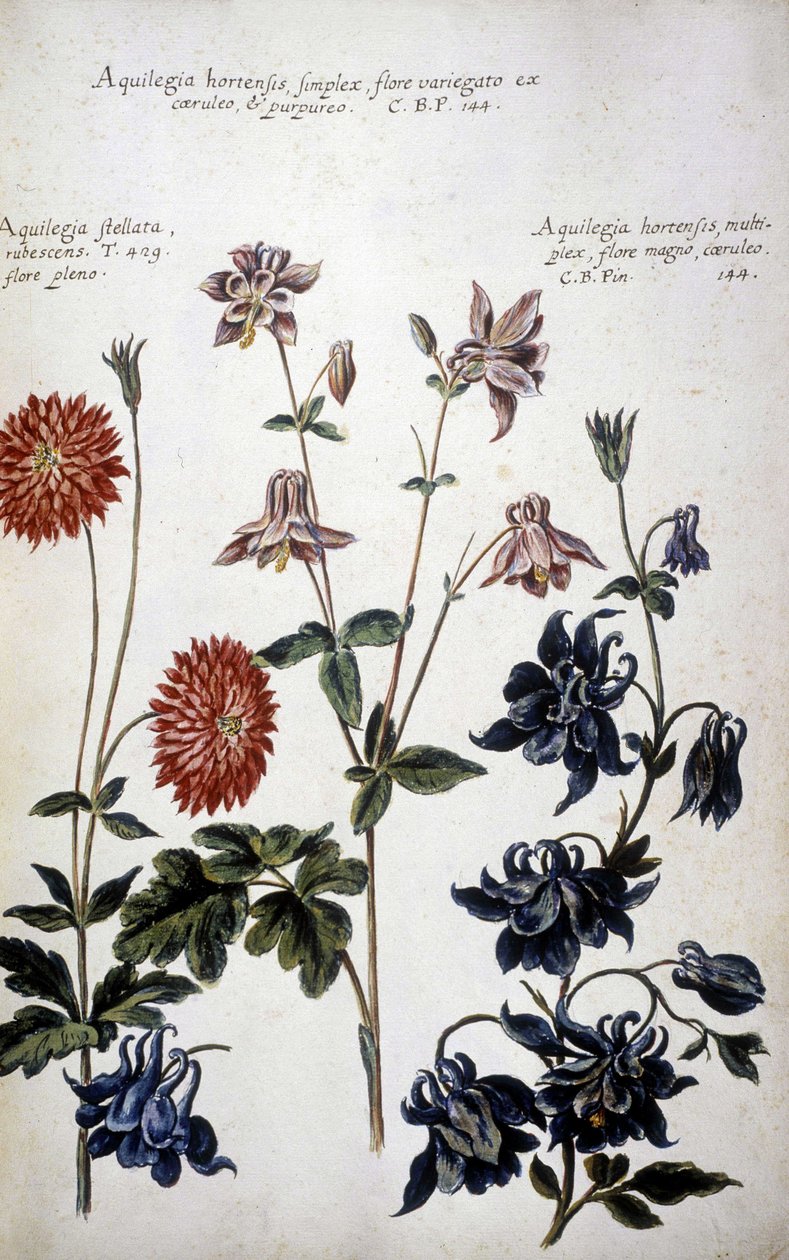 Botanikai tábla: háromféle Ancolie (Aquilegia) - Giovanni Battista Morandi (? - 1761) "Gyakorlati botanikai történelem, vagy a médiák, a nómenklatúra, a leírás és az erények szempontjából releváns növények..." című könyvében alkotó: Giovanni Battista Morandi