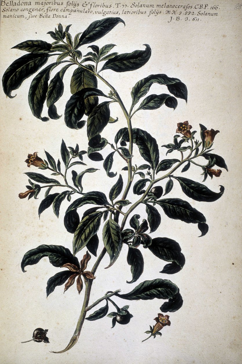 Botanikai diagram: Belladona (Belladona Majoribus Folys) - Giovanni Battista Morandi (? - 1761) "Gyakorlati botanikai történelem, vagy a médiák, a nómenklatúra, a leírás és az erények használatához kapcsolódó növények..." című könyvében alkotó: Giovanni Battista Morandi
