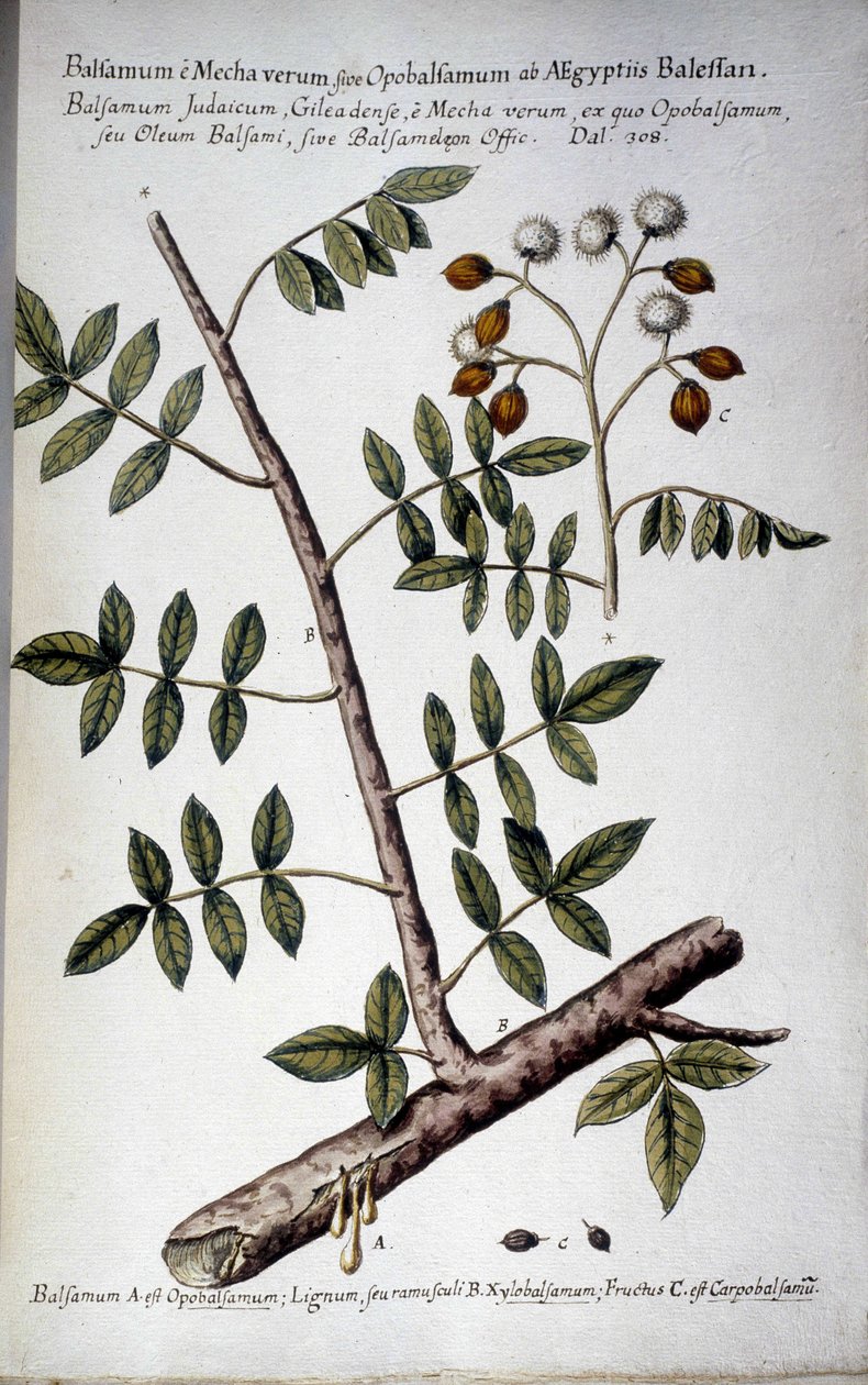 Opobalsamum (ága seve) - Giovanni Battista Morandi (? - 1761) "Gyakorlati botanikai történelem, vagy az orvostudomány, a nómenklatúra, a leírás és az erények szempontjából releváns növények..." című könyvében alkotó: Giovanni Battista Morandi