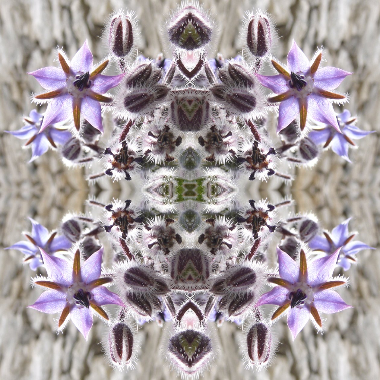 Természetellenes 159 (digitálisan manipulált fotó) alkotó: Giovanni Cafagna