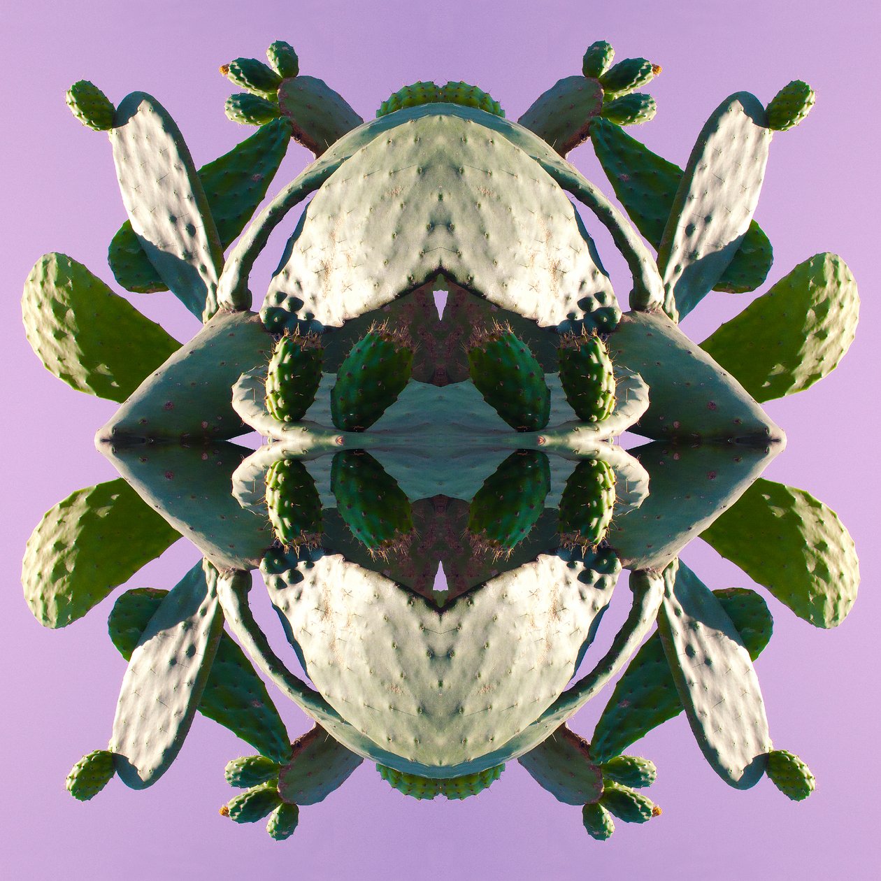 Természetellenes 196 (digitálisan manipulált fotó) alkotó: Giovanni Cafagna