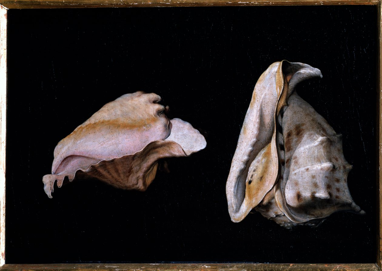 Két kagyló (Csendélet tengeri kagylókkal) Filippo Napoletano (1587-1629) festménye 1618 Méret: 39x56 cm Firenze, Palazzo Pitti alkotó: Giovanni Girolamo Savoldo