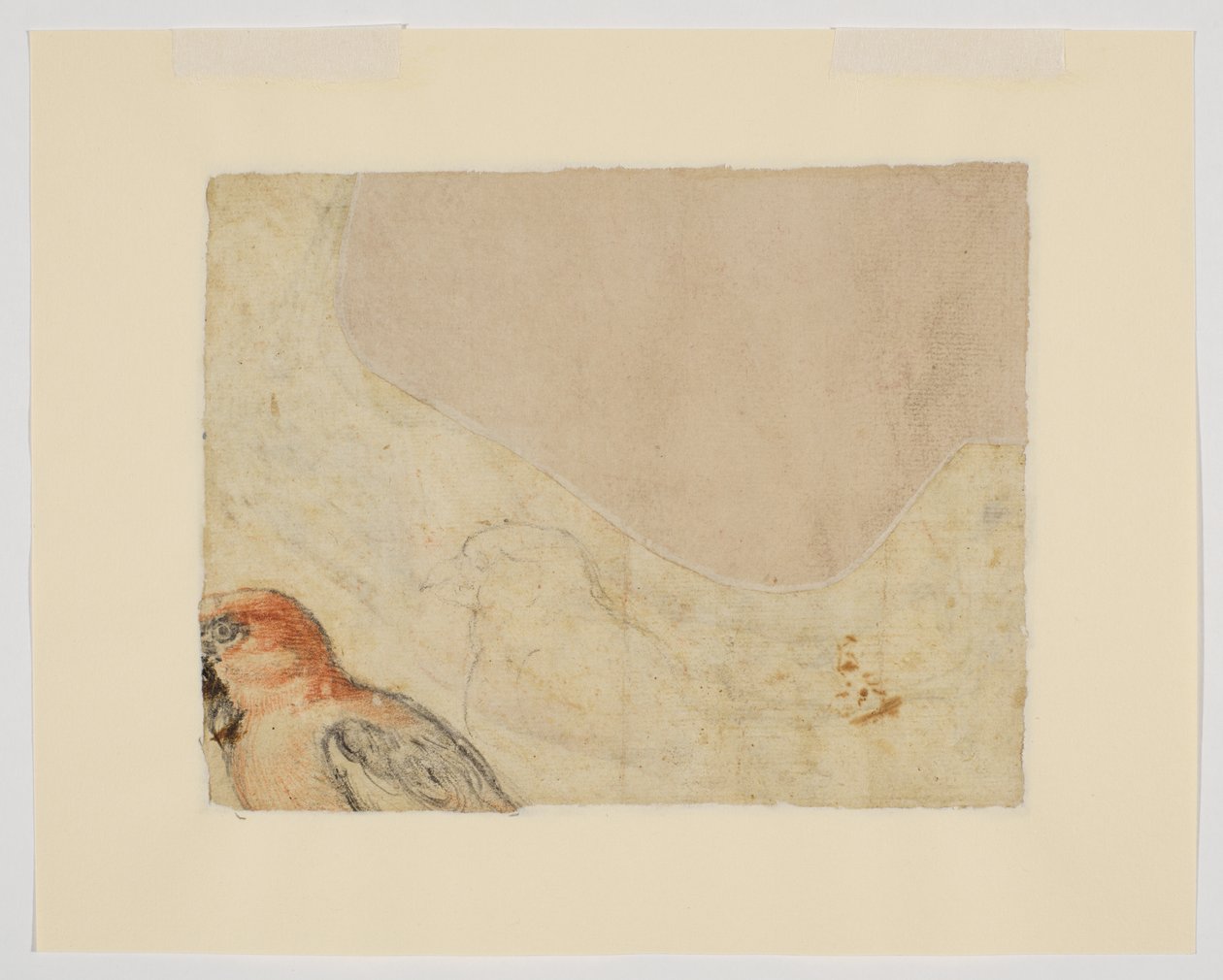 Madártanulmány, verso (kréta papíron) alkotó: Giovanni da Udine (after)
