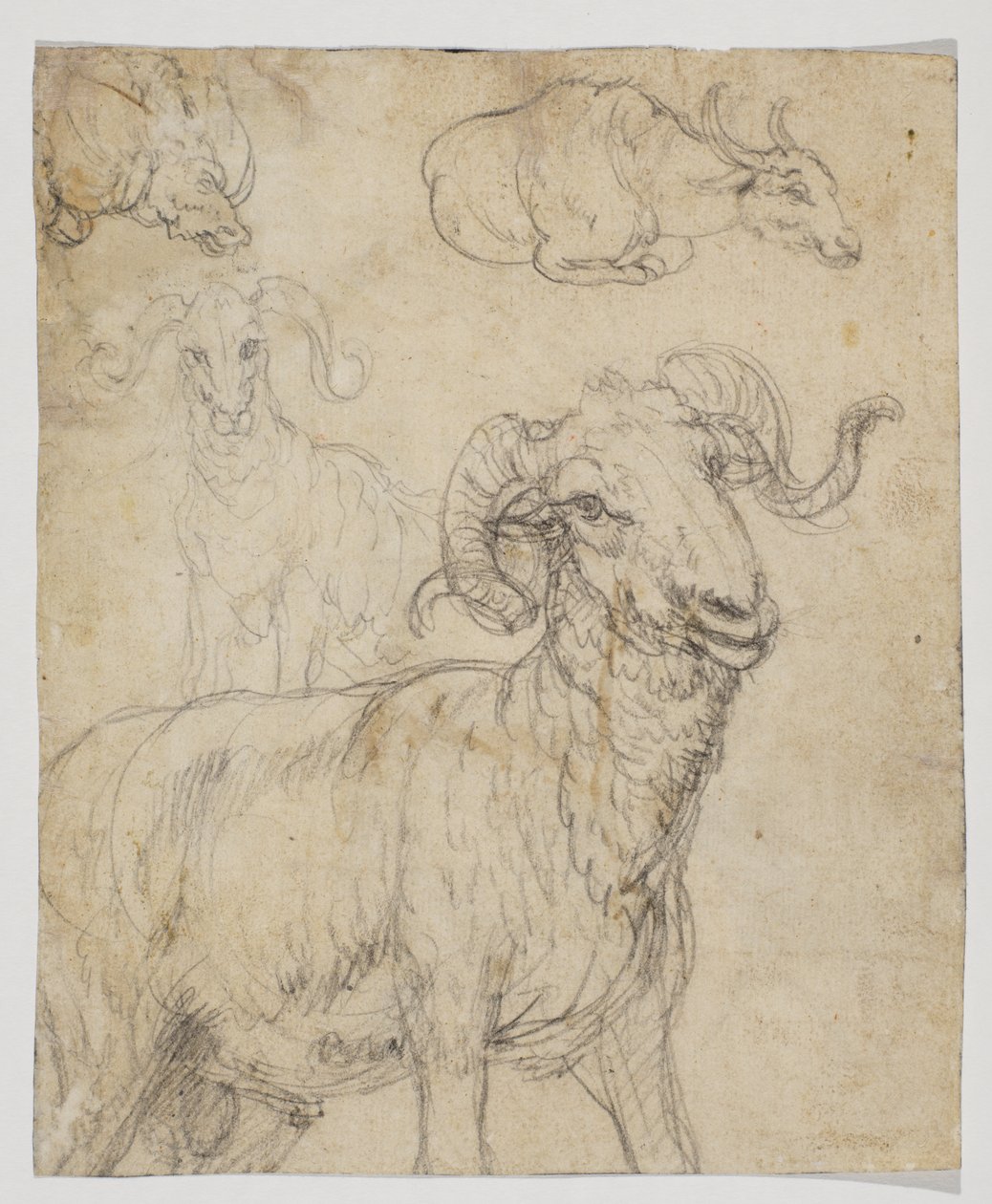 Kos és bivaly, verso (kréta és akvarell rajz) alkotó: Giovanni da Udine (after)
