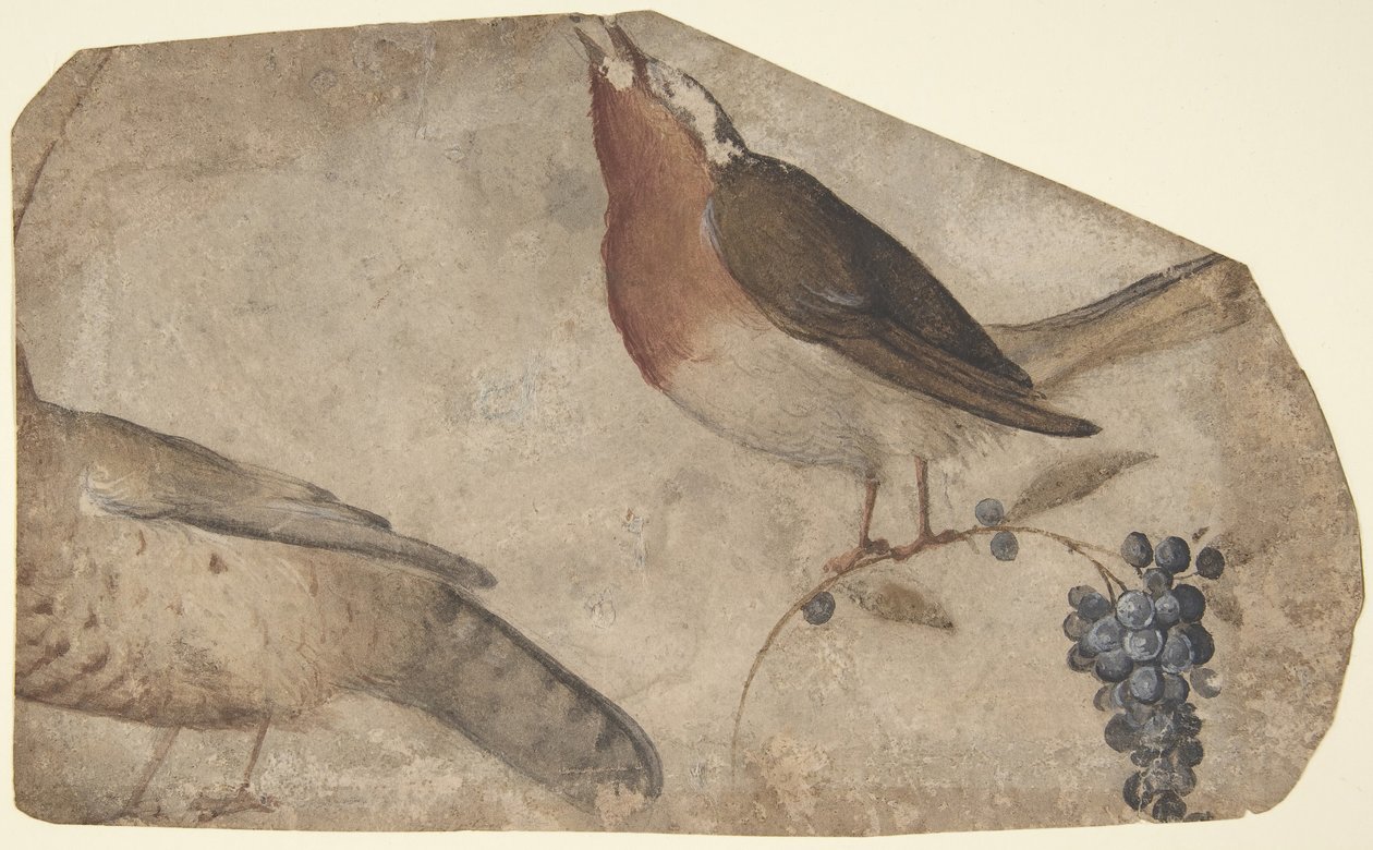 Madárevő szőlő recto, Tigris verso, 1487-1564. alkotó: Giovanni da Udine