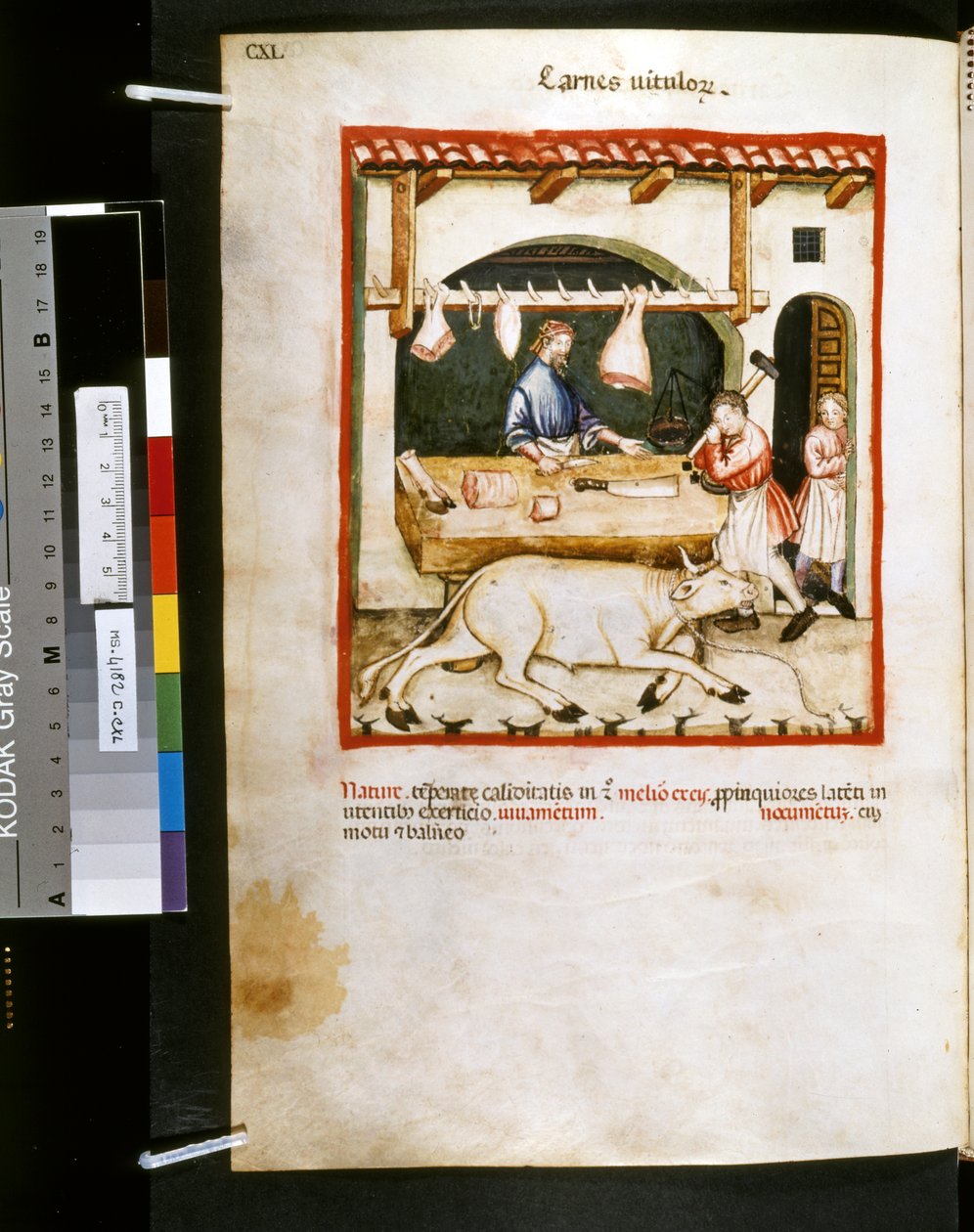 Ububchasym de Baldach Theatrum sanitatis: "Carnes Vitulorum", a 14. század első évtizede (miniatűr) alkotó: Giovannino de
