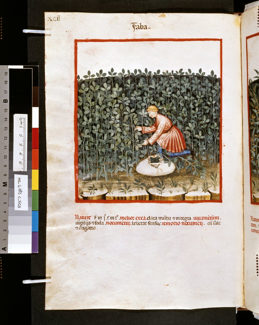 Ububchasym de Baldach Theatrum sanitatis: "Faba", a 14. század első évtizede (miniatűr) alkotó: Giovannino de