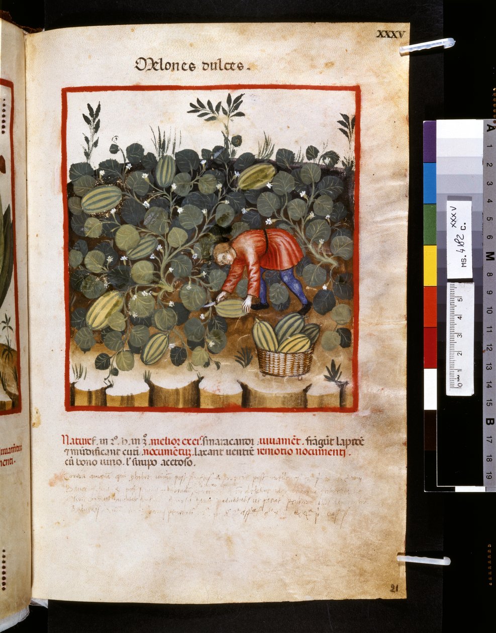 Ububchasym de Baldach Theatrum sanitatis: "Melones Dulces", a 14. század első évtizede (miniatűr) alkotó: Giovannino de