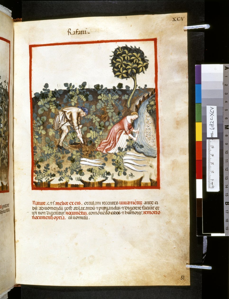 Theatrum sanitatis, Ububchasym de Baldach : "Rafani", a 14. század első évtizede (miniatúra) alkotó: Giovannino de