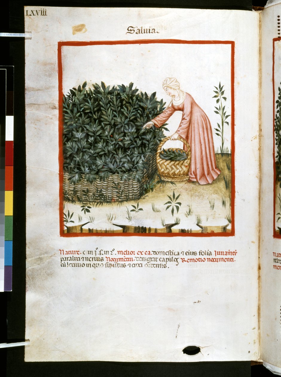 Ububchasym de Baldach Theatrum sanitatis: "Salvia", a 14. század első évtizede (miniatűr) alkotó: Giovannino de