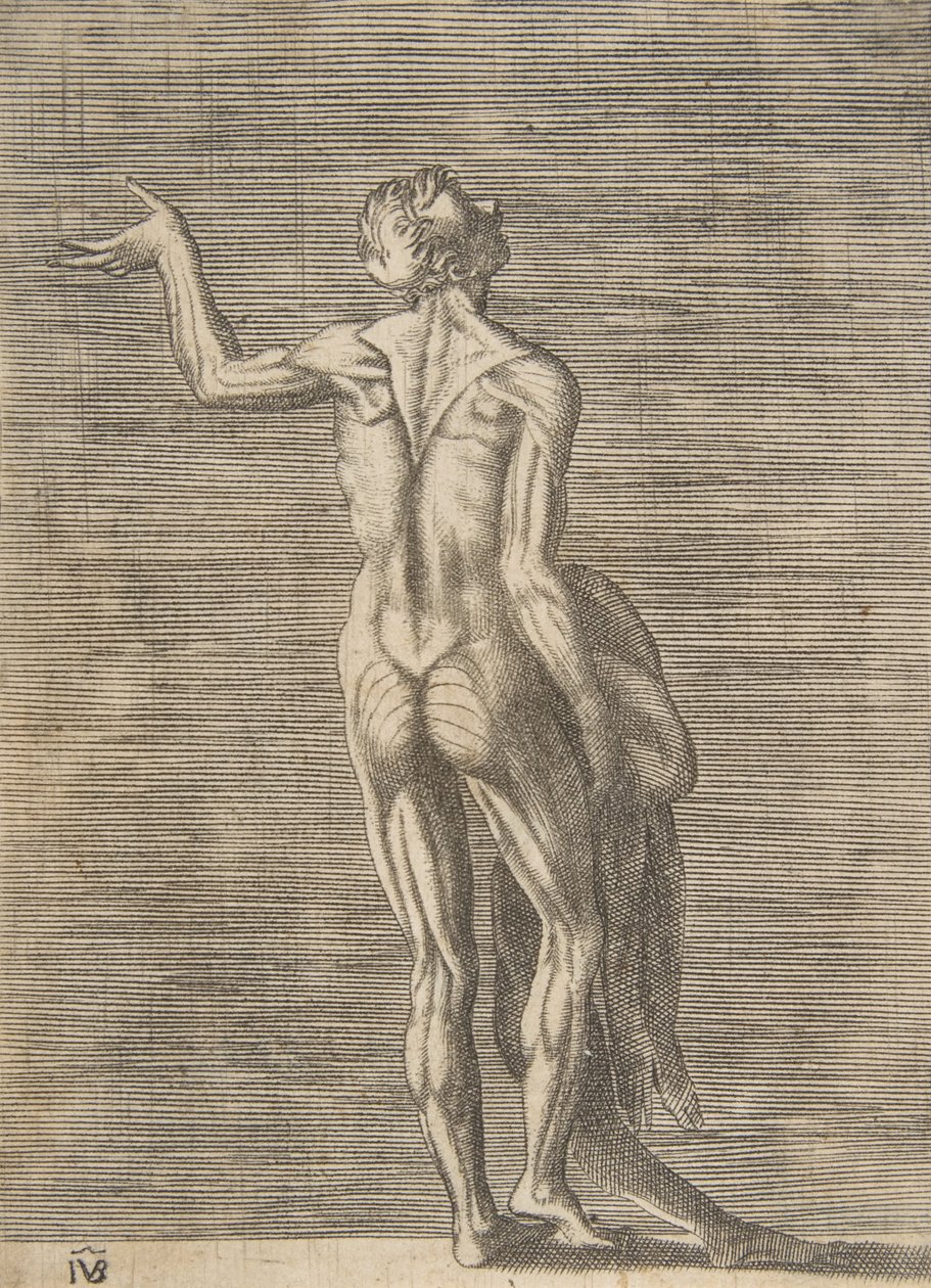 Nyúzott férfi bal kezével a csípőjén, jobb kezében bőrt tartva, kb. 1531-76. alkotó: Giulio Bonasone
