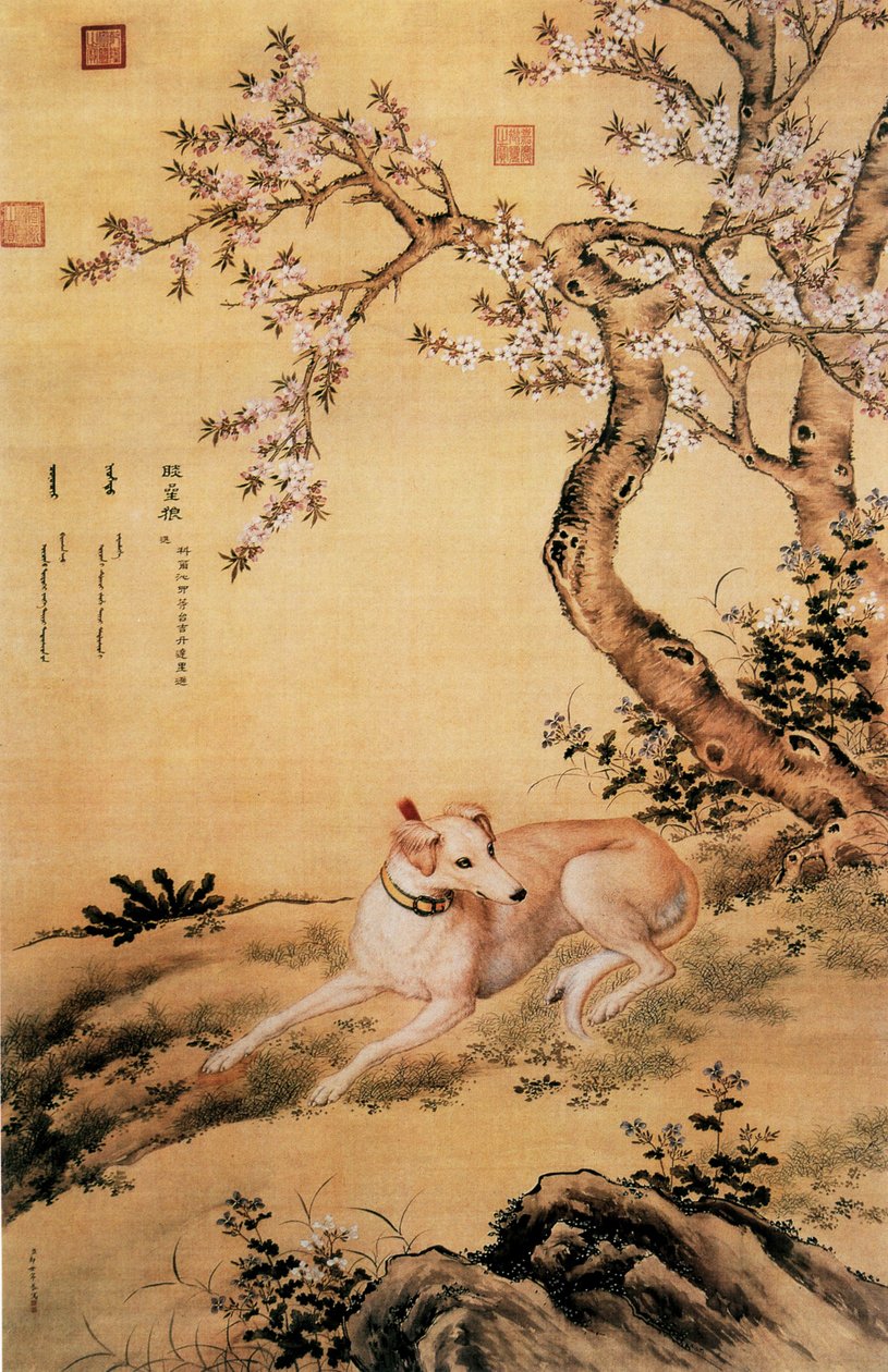 Shanxing Wolf (睒 星 狼), egy kínai agár képe, a Tíz díjazott kutya albumból alkotó: Giuseppe Castiglione