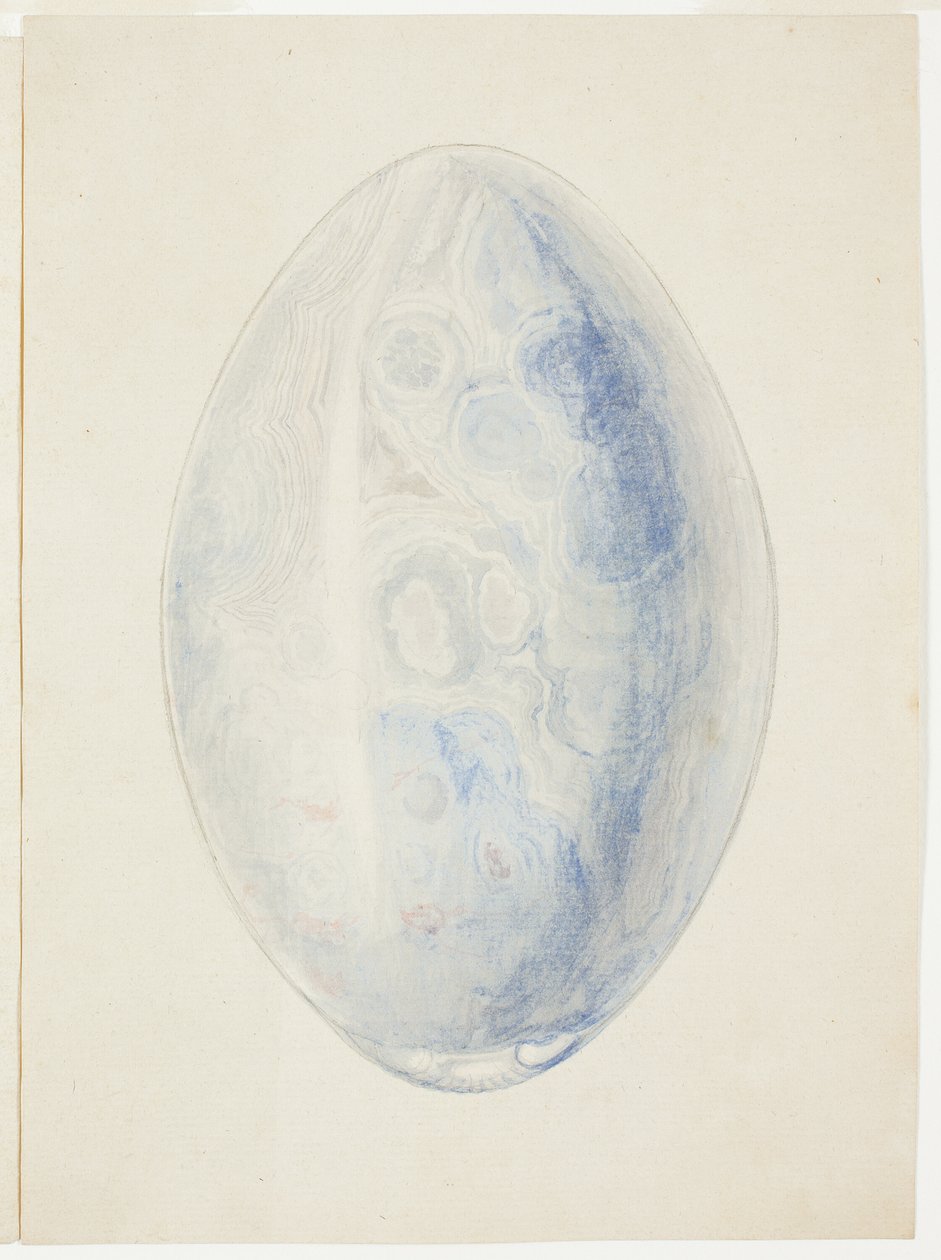 Az ovális Shell Stone áttekintése alkotó: Giuseppe Grisoni
