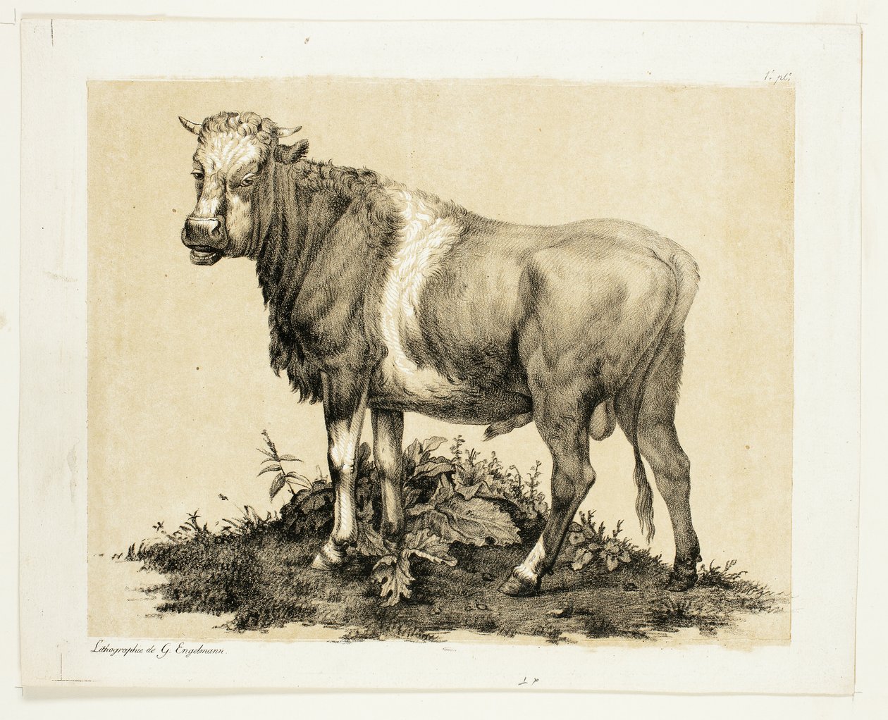 A bika alkotó: Gottfried Engelmann