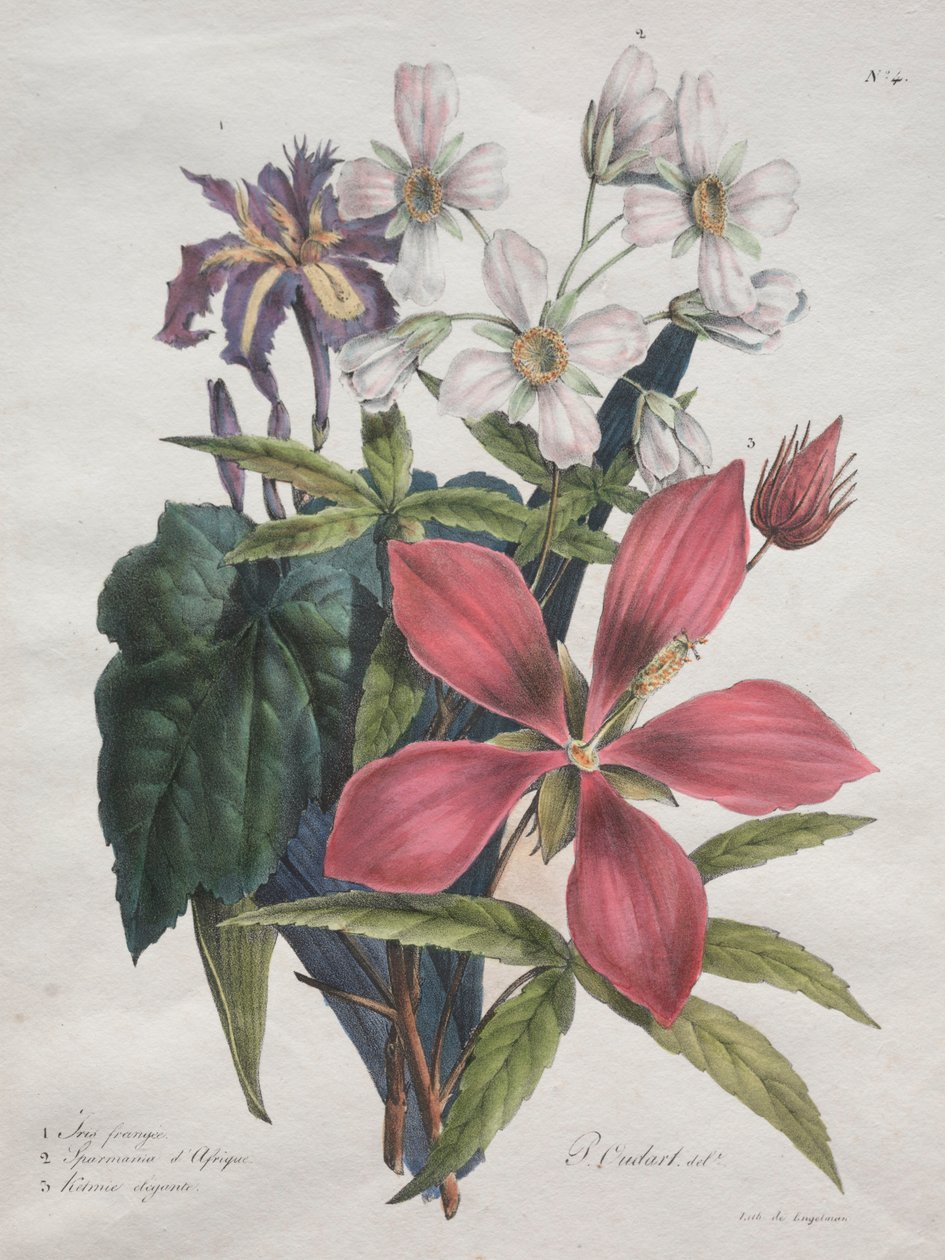 Természettudományi kurzus, amely az állatvilág főbb fajait tartalmazza, 1825. alkotó: Gottfried or Godefroy Engelmann