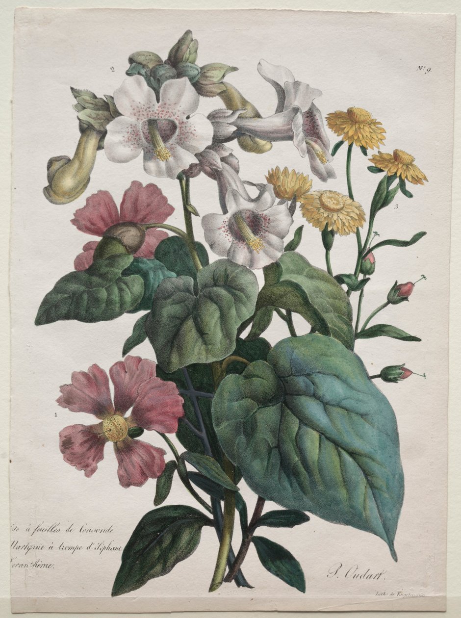 Természettudományi Tanfolyam, amely az állatvilág főbb fajait tartalmazza..., 1825. alkotó: Gottfried or Godefroy Engelmann