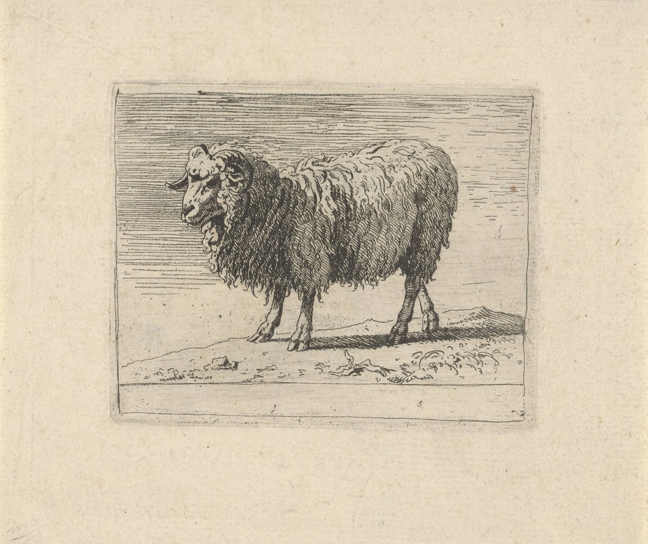 Ram Különféle állatok (sorozat címe) alkotó: Govert van der Leeuw