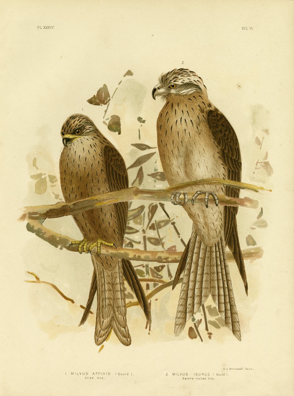 Szövetséges sárkány vagy fekete sárkány, 1891 alkotó: Gracius Broinowski