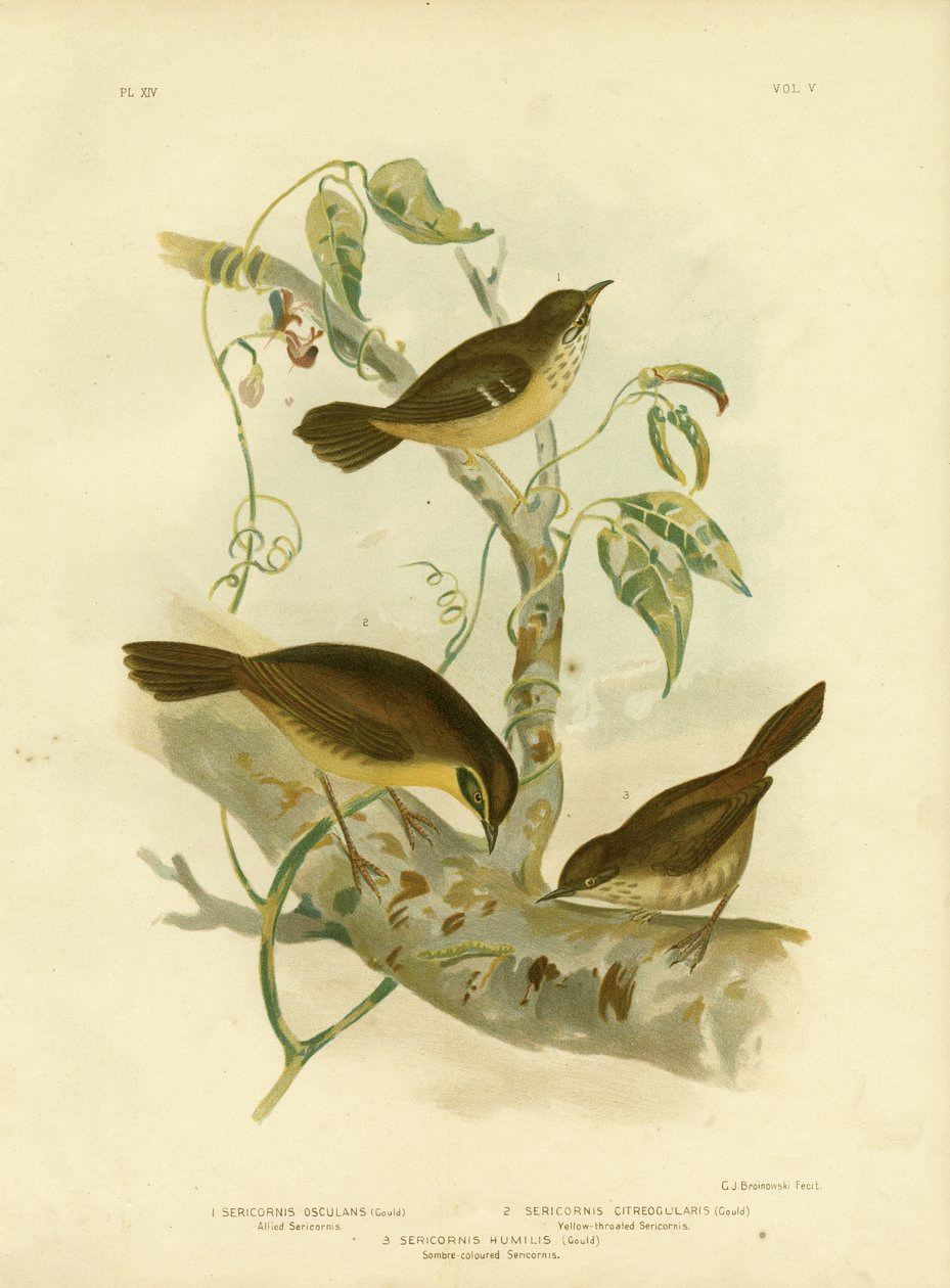 Allied Scrubwren vagy White-Browed Scrubwren, 1891 alkotó: Gracius Broinowski