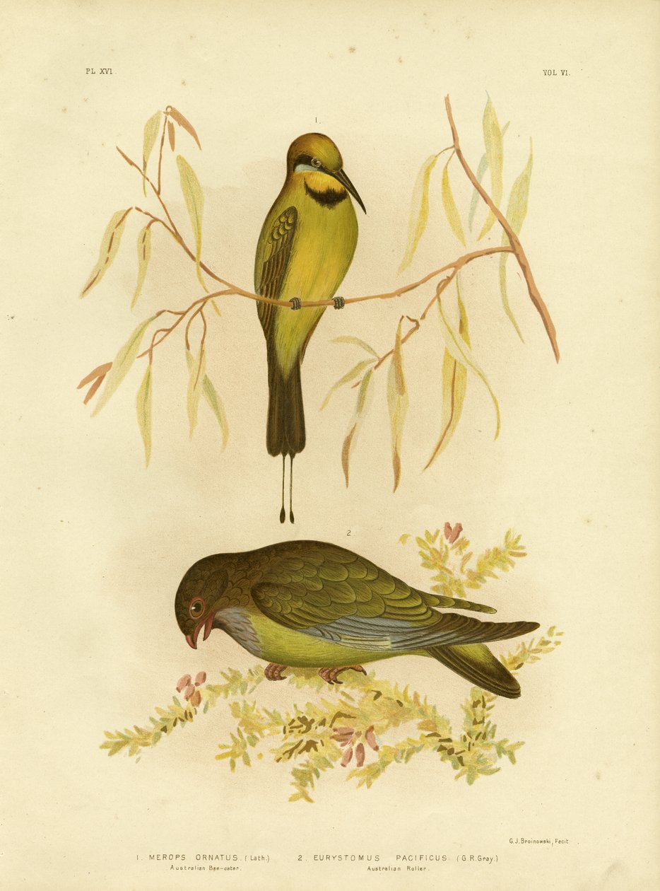 Australian Bee-eater vagy Rainbow Bee-eater, 1891 alkotó: Gracius Broinowski