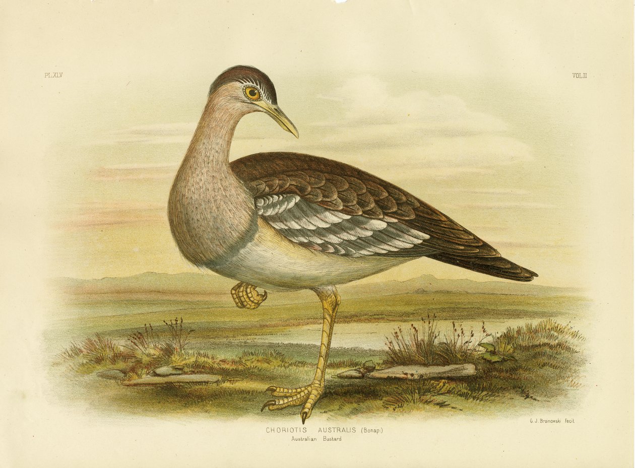 Ausztrál túzok vagy bokor Törökország, 1891 alkotó: Gracius Broinowski