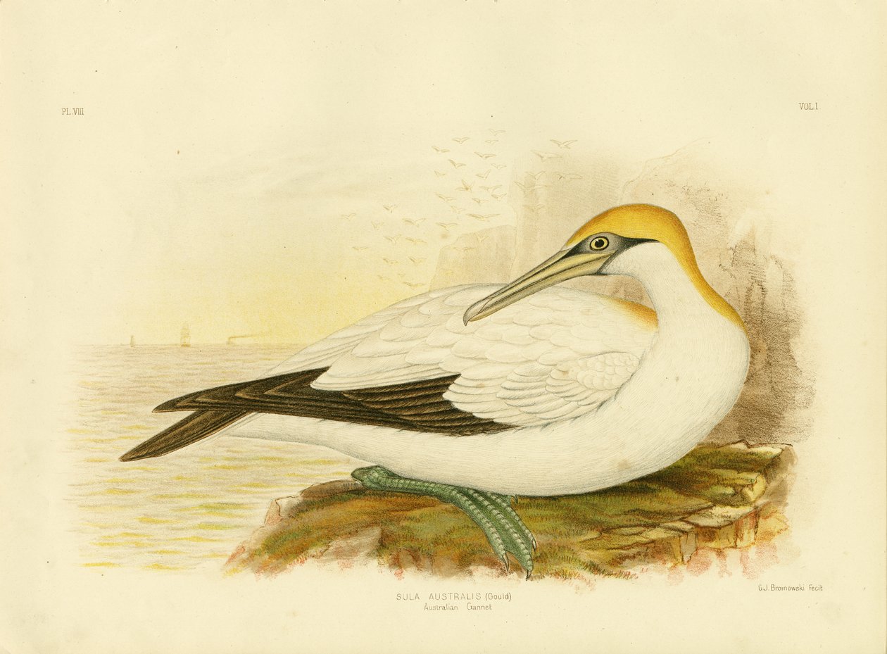 Ausztrál Gannet, 1891 alkotó: Gracius Broinowski