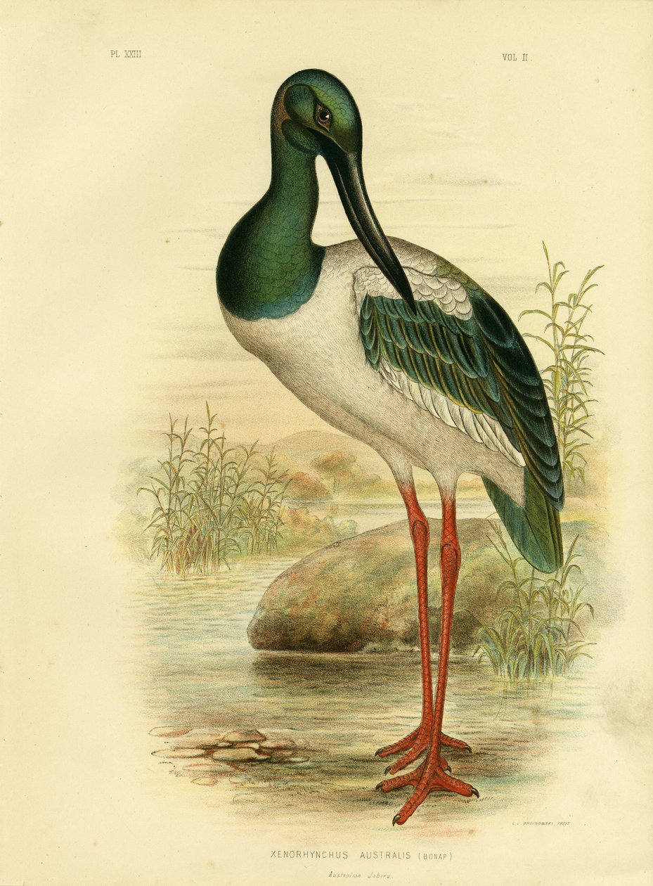 Ausztrál jabiru vagy fekete nyakú gólya, 1891 alkotó: Gracius Broinowski