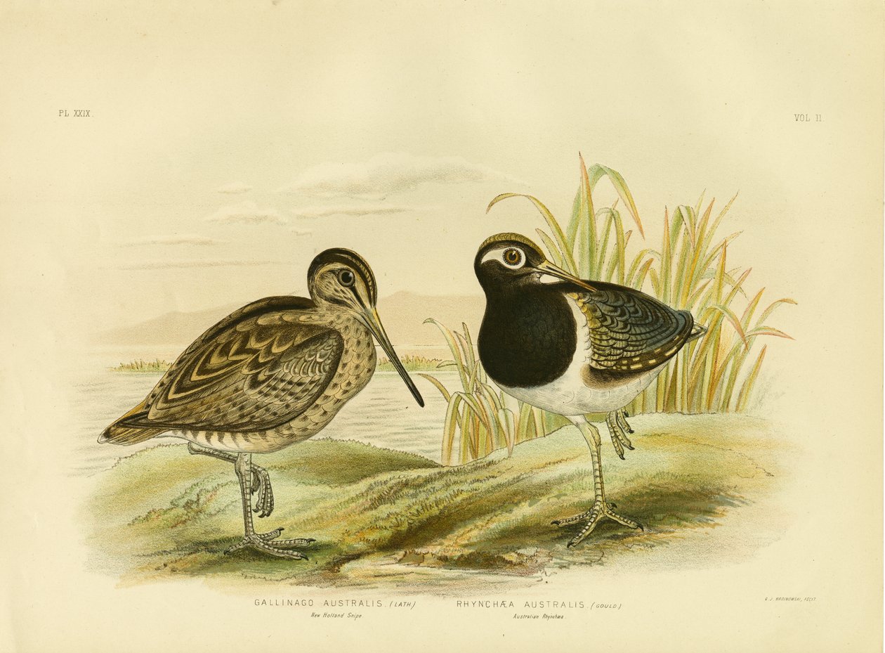Ausztrál szalonka vagy Latham-szalonka, 1891 alkotó: Gracius Broinowski