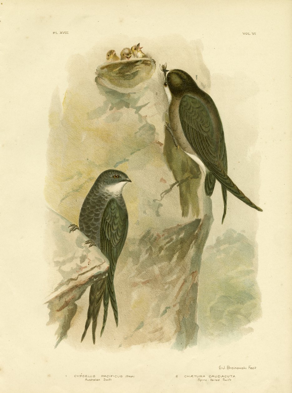 Ausztrál fecske vagy villásfarkú fecske, 1891 alkotó: Gracius Broinowski